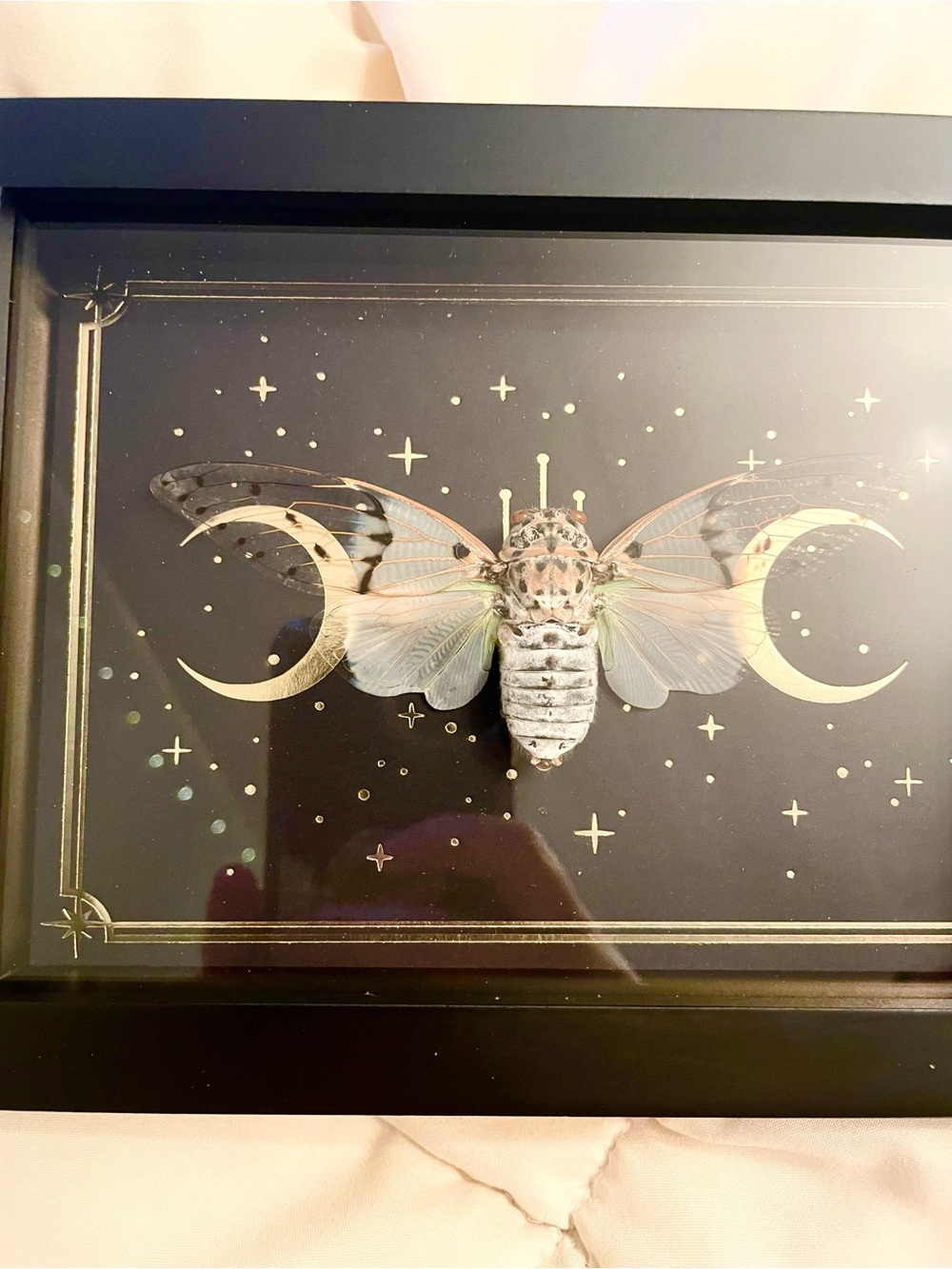 Framed Cicada specimen - Picture 3 of 3